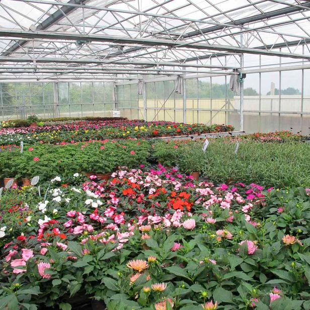 Beet- und Balkonpflanzen aus der Gärtnerei & Baumschule Nickel in Neuzelle
