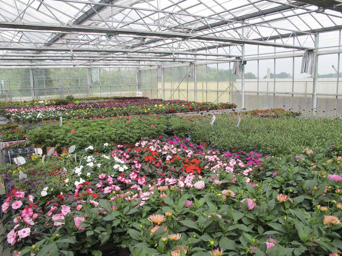 Beet- und Balkonpflanzen aus der Gärtnerei & Baumschule Nickel in Neuzelle