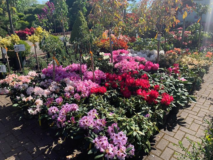 Rhododendren und Azaleen der Baumschule der Gärtnerei & Baumschule Nickel in Neuzelle