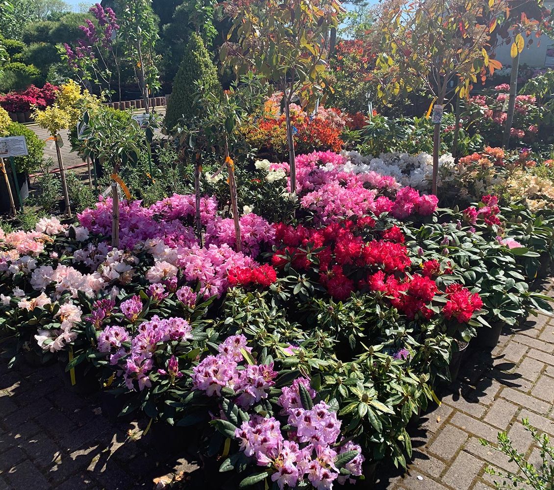Rhododendren und Azaleen der Baumschule der Gärtnerei & Baumschule Nickel in Neuzelle